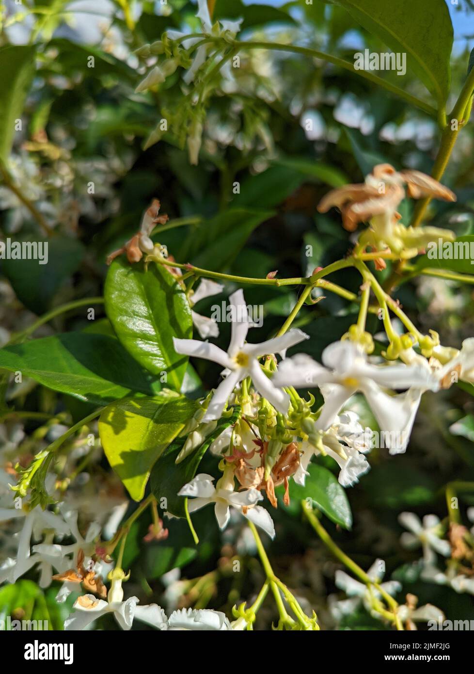 A Selective Of Confederate Jasmine Flower In A Garden Stock Photo Alamy a-selective-of-confederate-jasmine-flower-in-a-garden-stock-photo-alamy