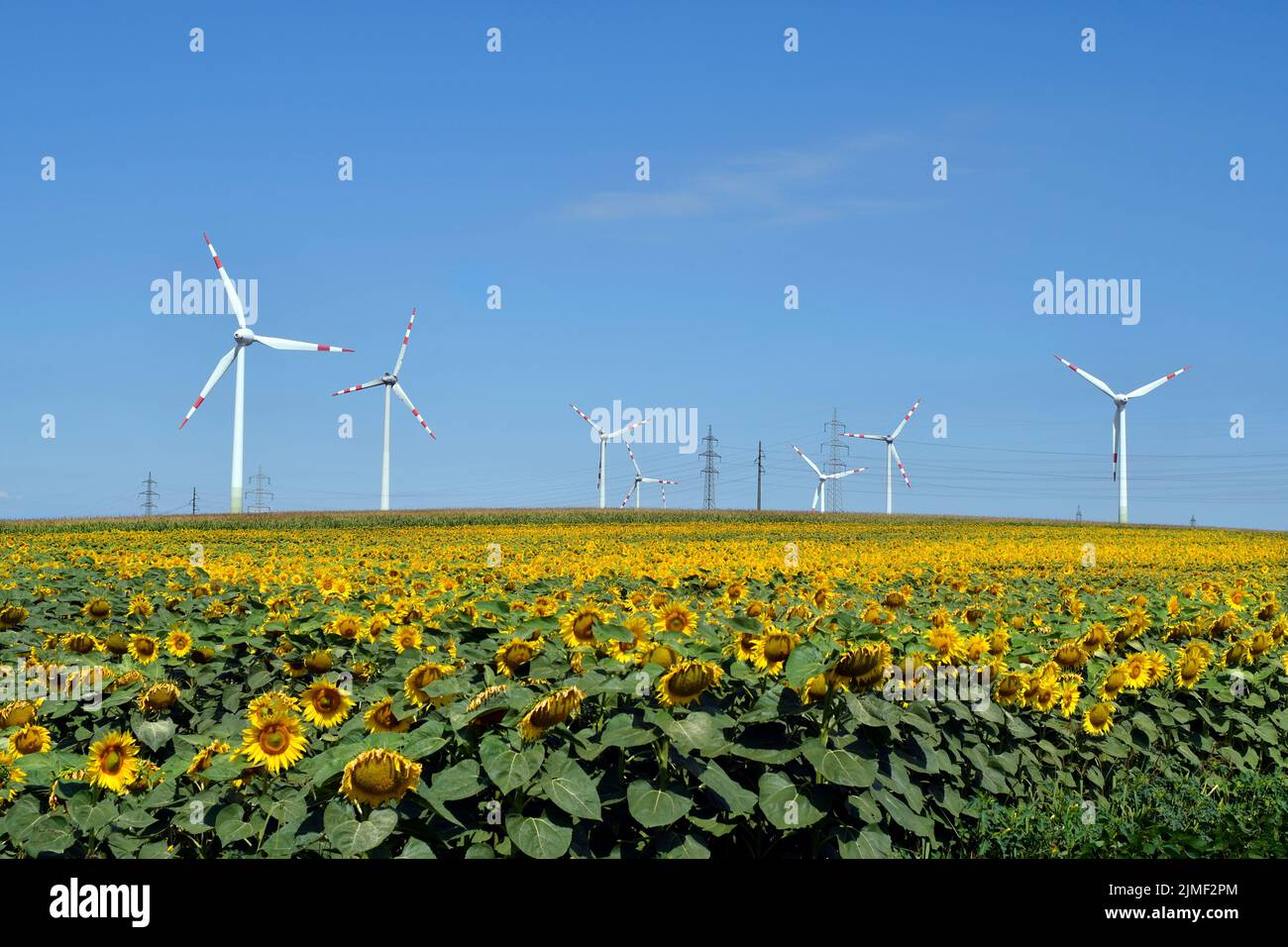 Austria, wind turbines in sunflower field, an alternative to environmental protection and energy production Stock Photo