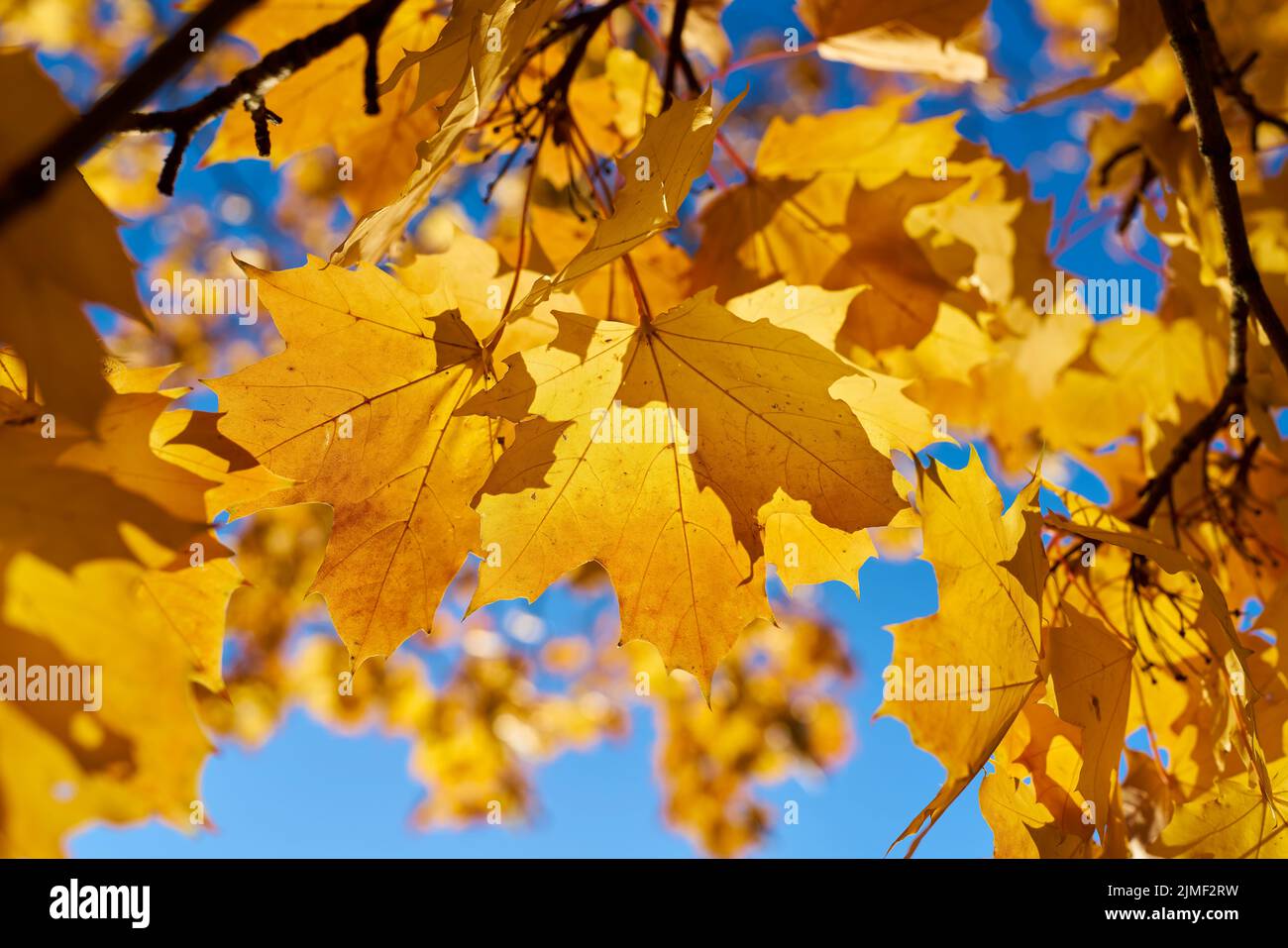 Leaves of a Norway maple (Acer platanoides) with autumn yellow coloration in the back light Stock Photo