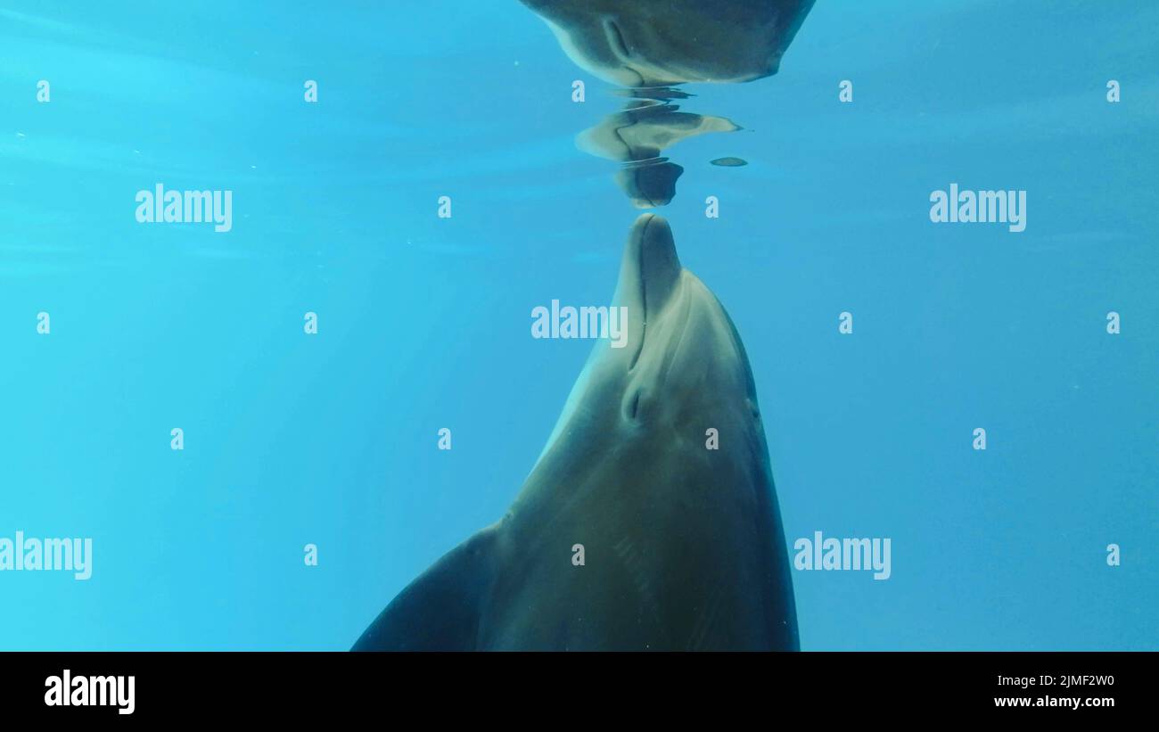 Bottlenose Dolphins plays with its reflection under surface of the blue water Stock Photo