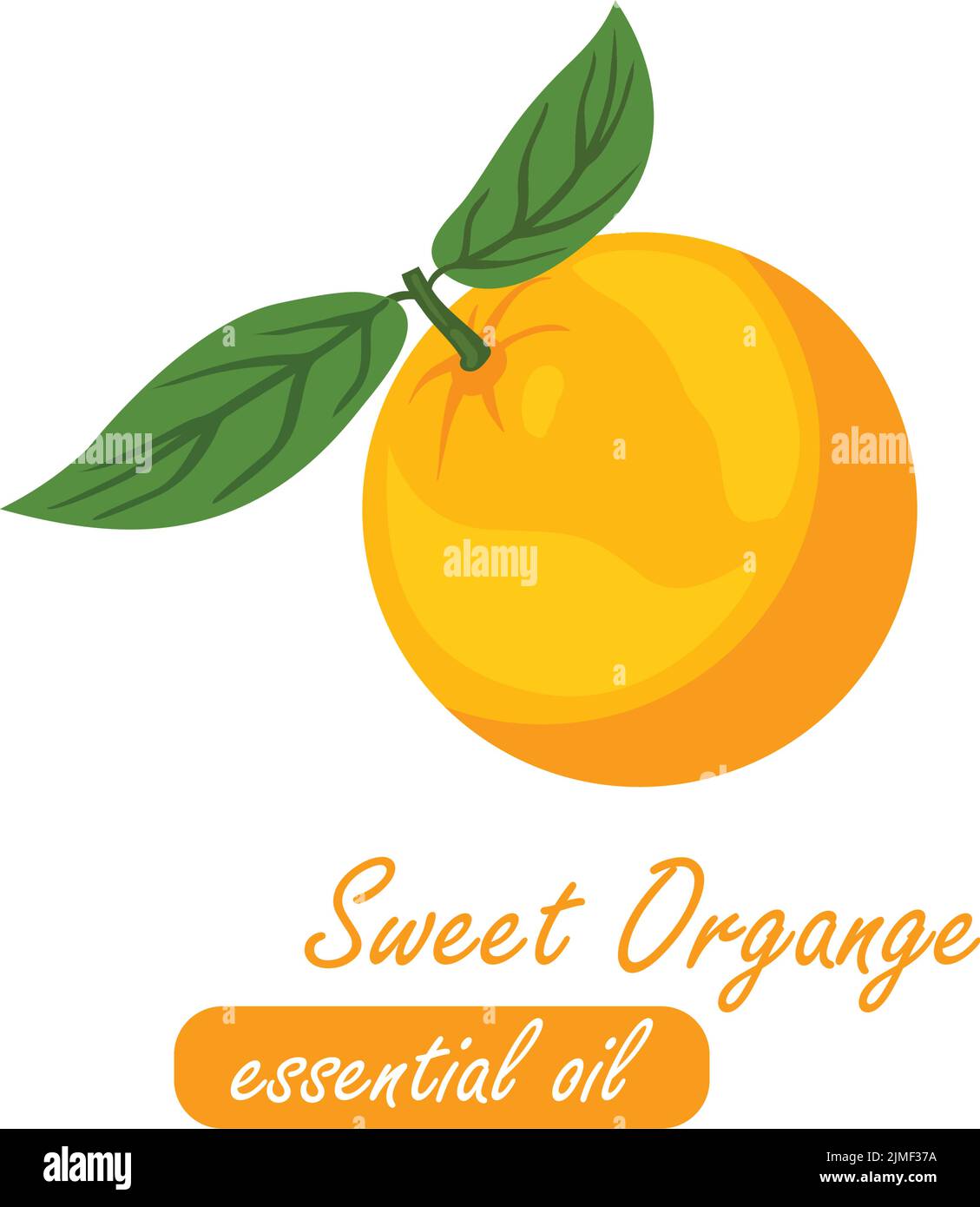 sweet orange essential oil element vector line art illustration Stock