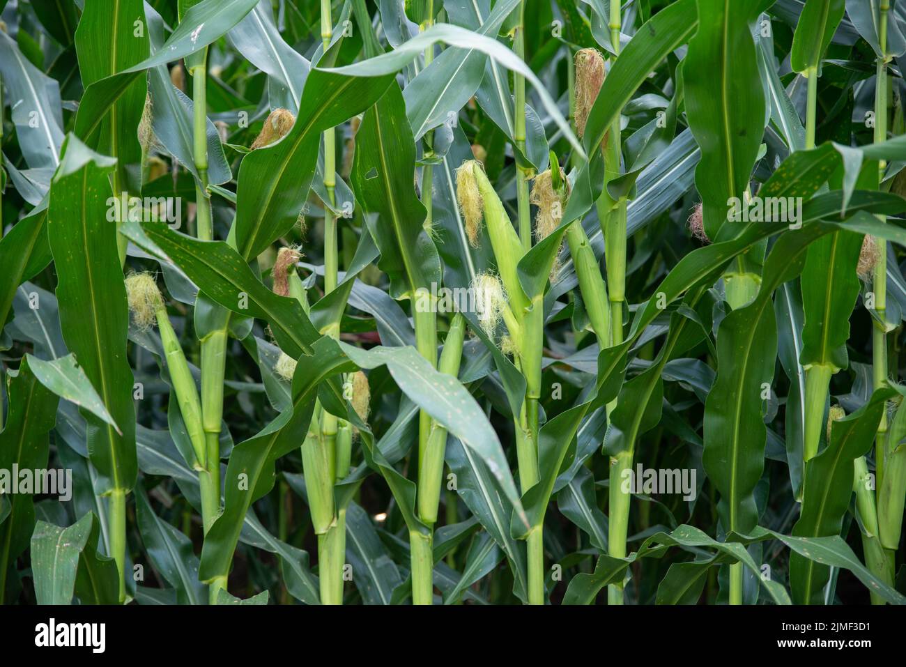 Closeup of ripening ears of corn on green stalks with silk Stock Photo