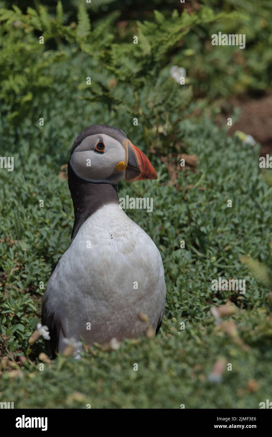 Atlantic puffin with chamomile flowers on Skomer Island. Stock Photo