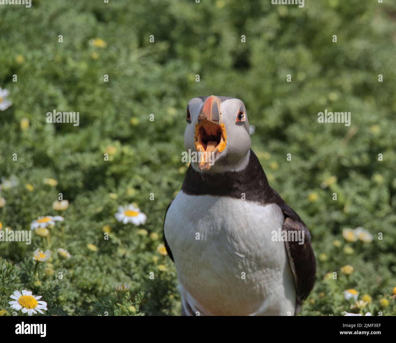 Atlantic puffin with chamomile flowers on Skomer Island. Stock Photo