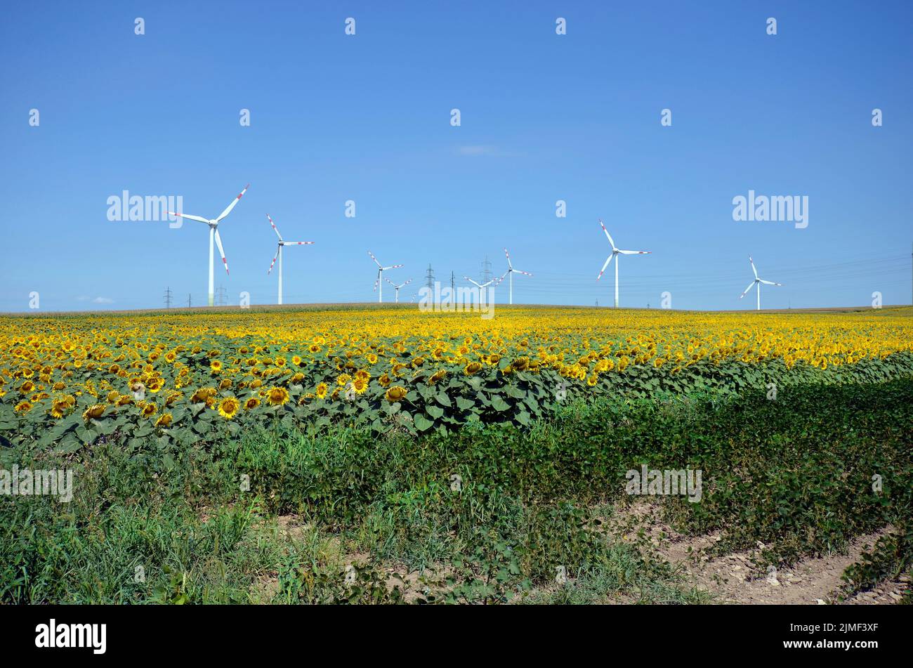 Austria, wind turbines in sunflower field, an alternative to environmental protection and energy production Stock Photo