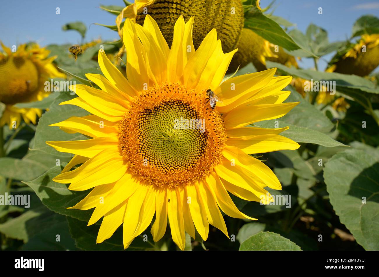Austria, sunflower blossom- the seeds are used in industry to produce various products such as edible oil, snack seeds, bird feed and others and they Stock Photo