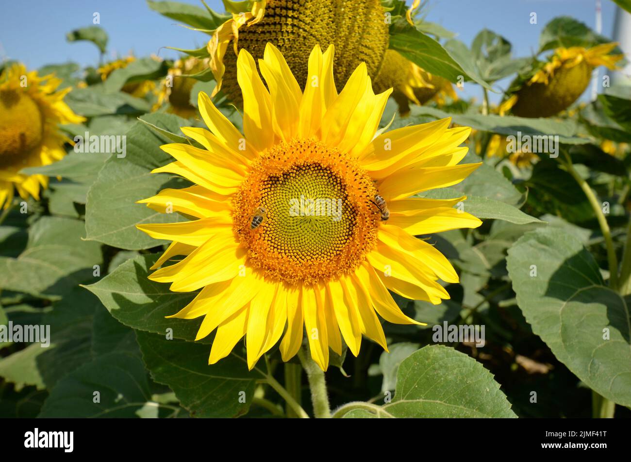 Austria, sunflower blossom- the seeds are used in industry to produce