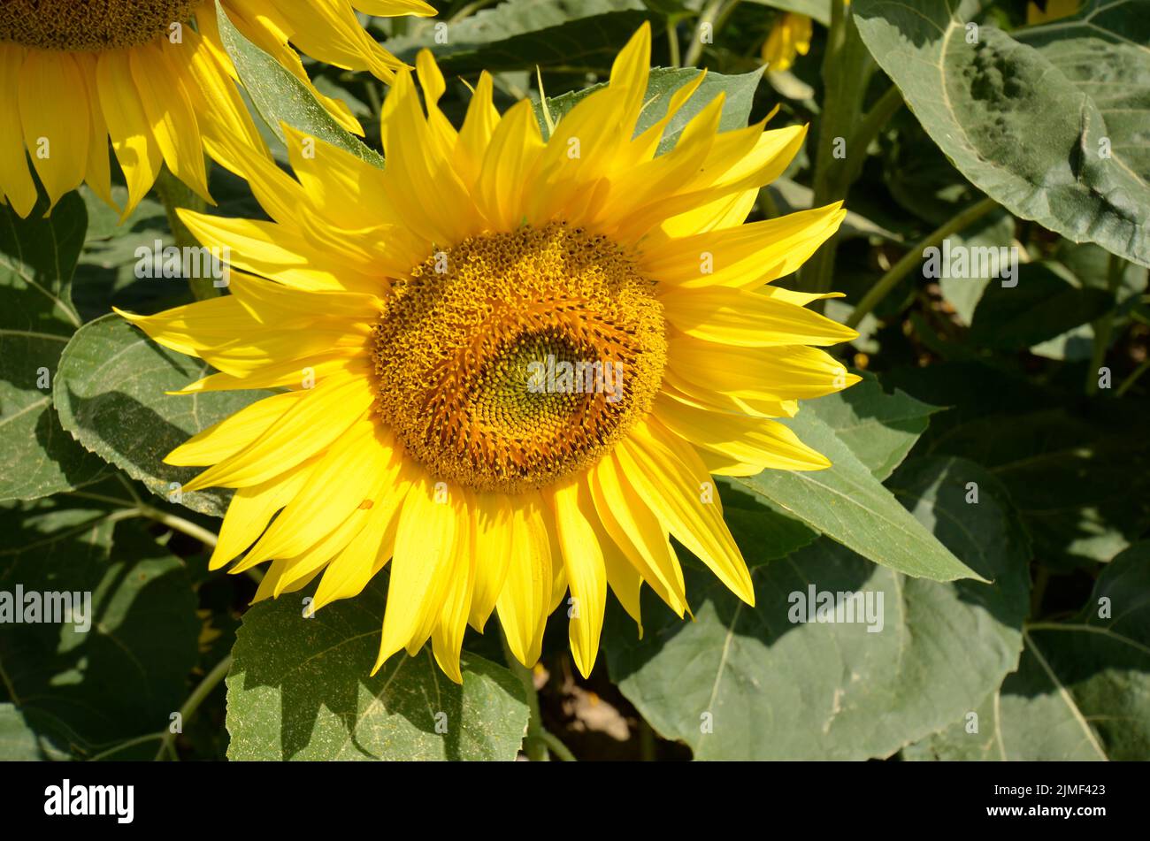 Austria, sunflower blossom- the seeds are used in industry to produce various products such as edible oil, snack seeds, bird feed and others Stock Photo