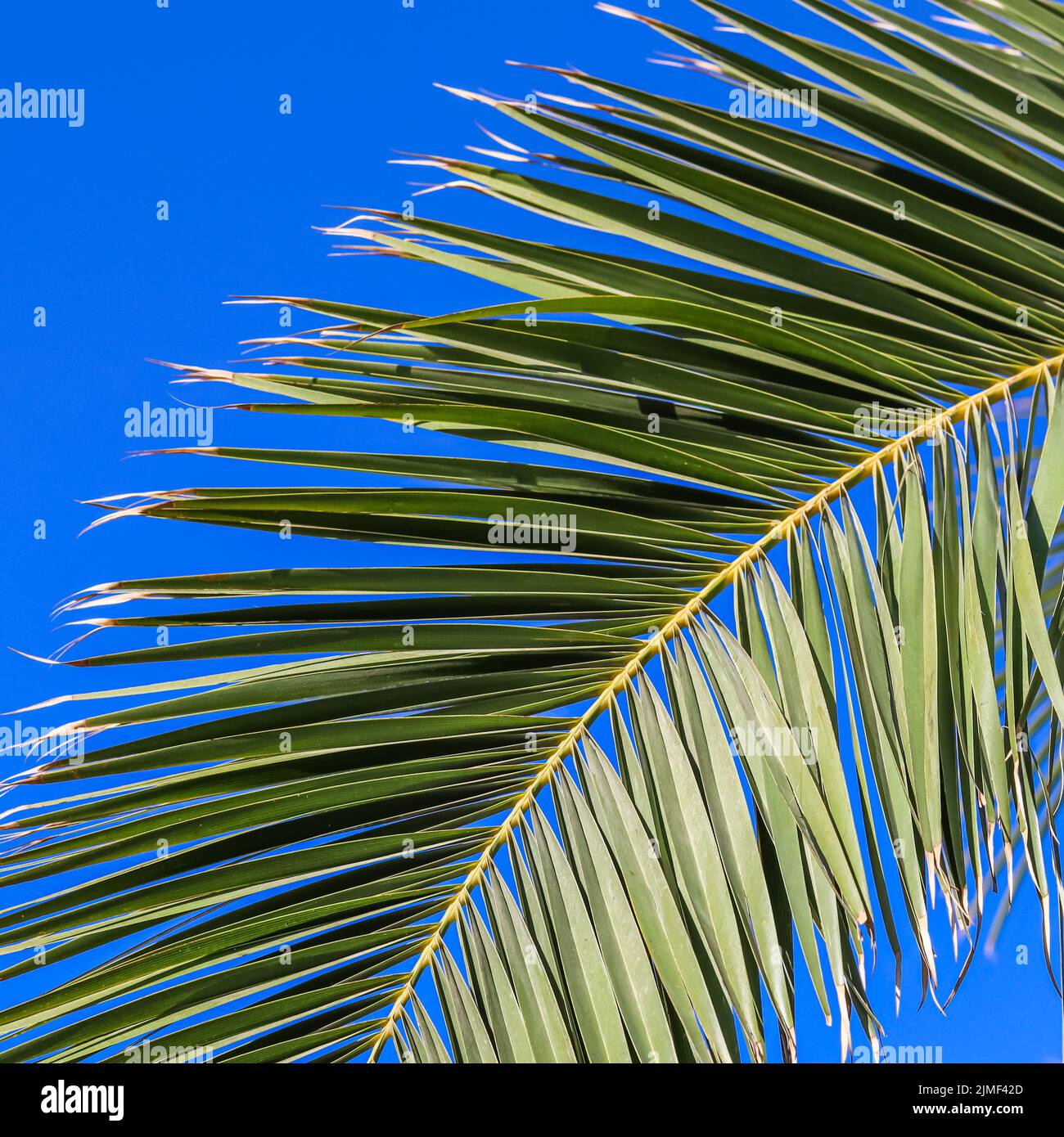 Palm leaf on blue sky background in summertime Stock Photo - Alamy