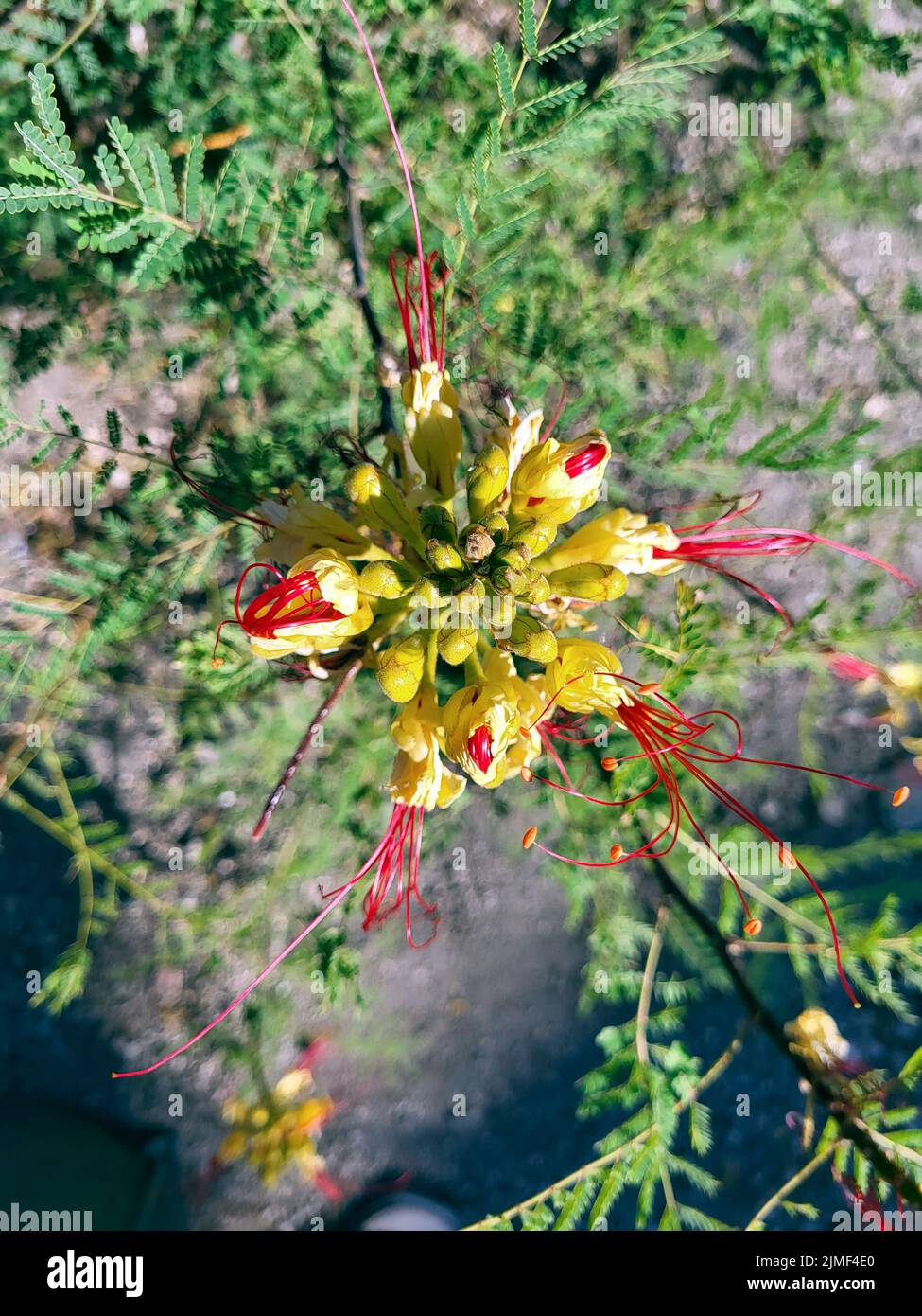 Greece, blossom of yellow peacock flower Stock Photo
