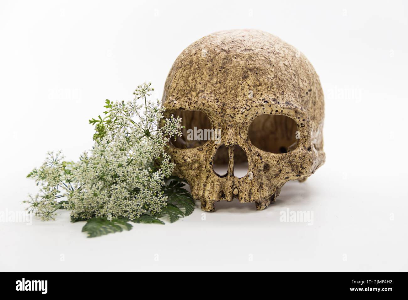 A bouquet of hemlock flowers with a skull Stock Photo