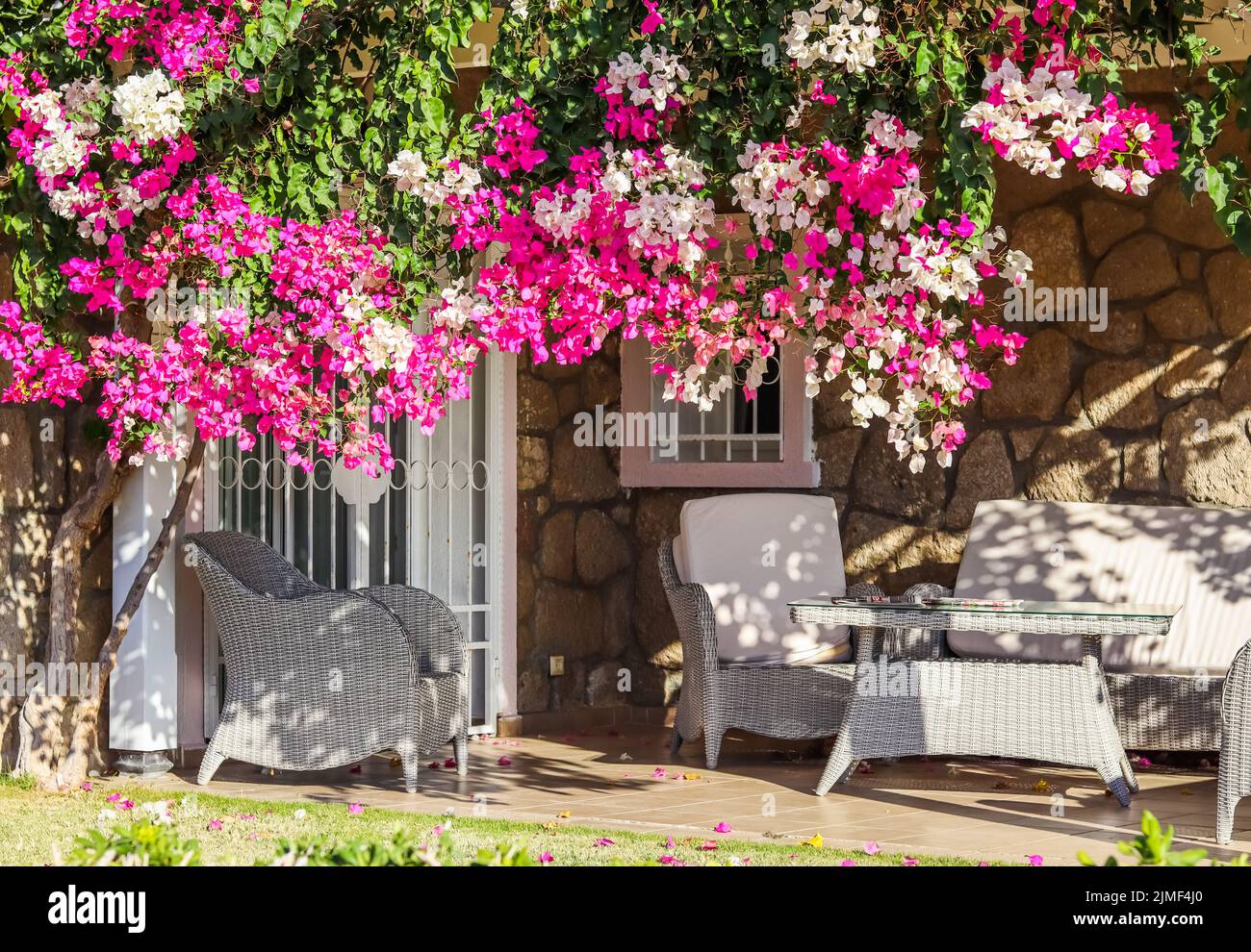 Beautiful pink and white begonville flowers on traditional summer house. Mediterranean plants in the garden. Stock Photo