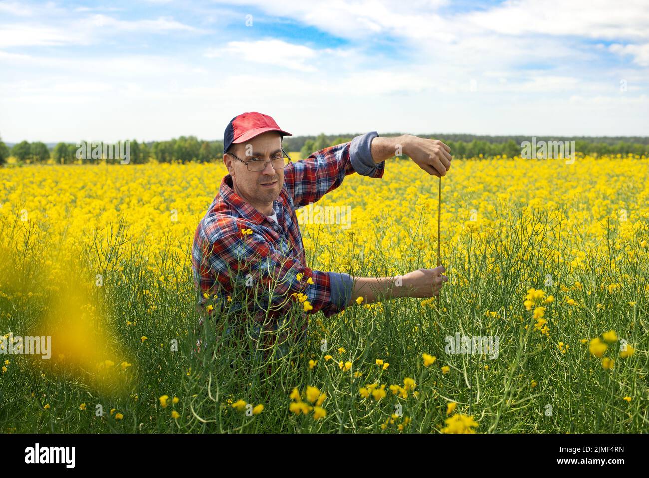 Middle aged caucasian male farm worker inspecting canola stalks with measure tape at field sunny summer day Stock Photo
