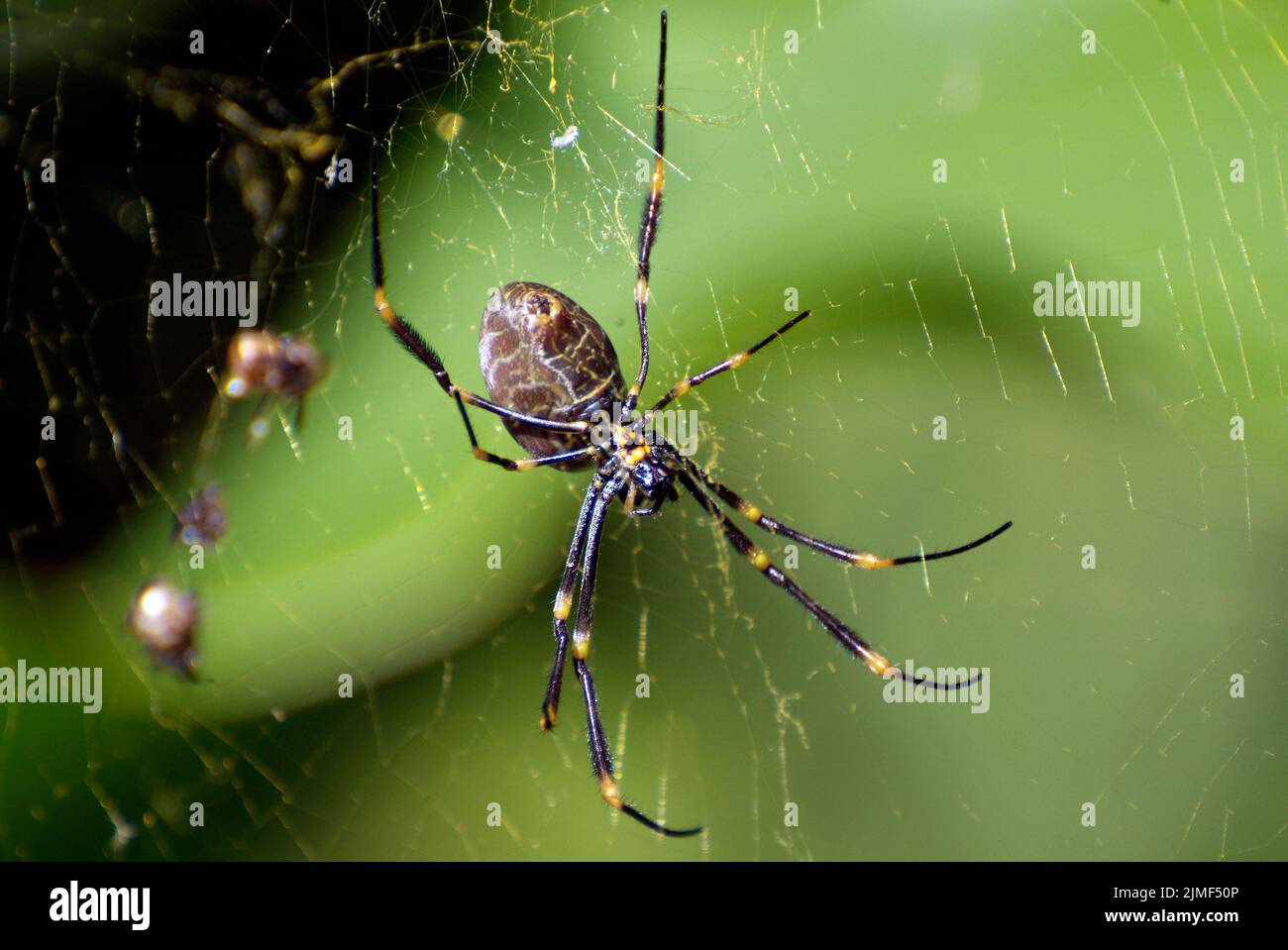 Australia, huge hunt-back spider in public royal botanical garden Stock Photo