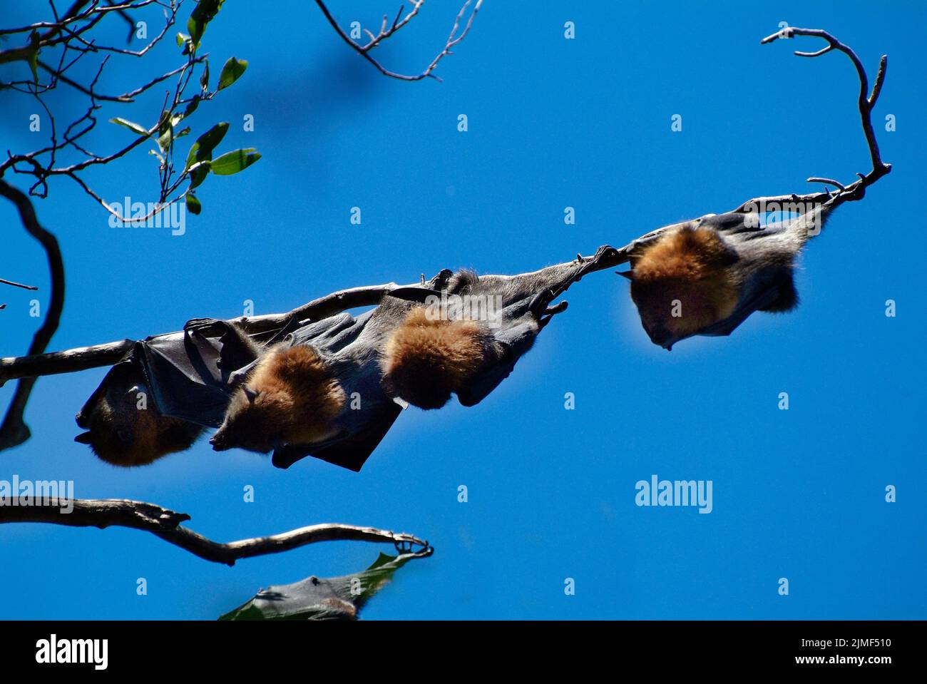 Australia, Flying foxes on a branch in public royal botanical garden Stock Photo
