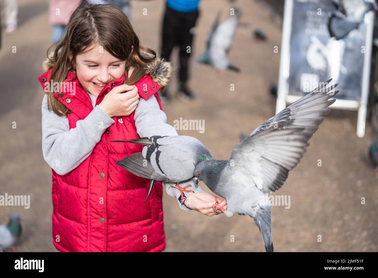 Feeding Pigeons In The Park Girl Feeds Pigeons In London Park Stock