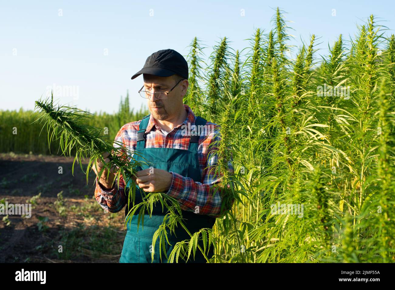 Caucasian middle aged male farmer checking industrial hemp stalks at field sunset time Stock Photo
