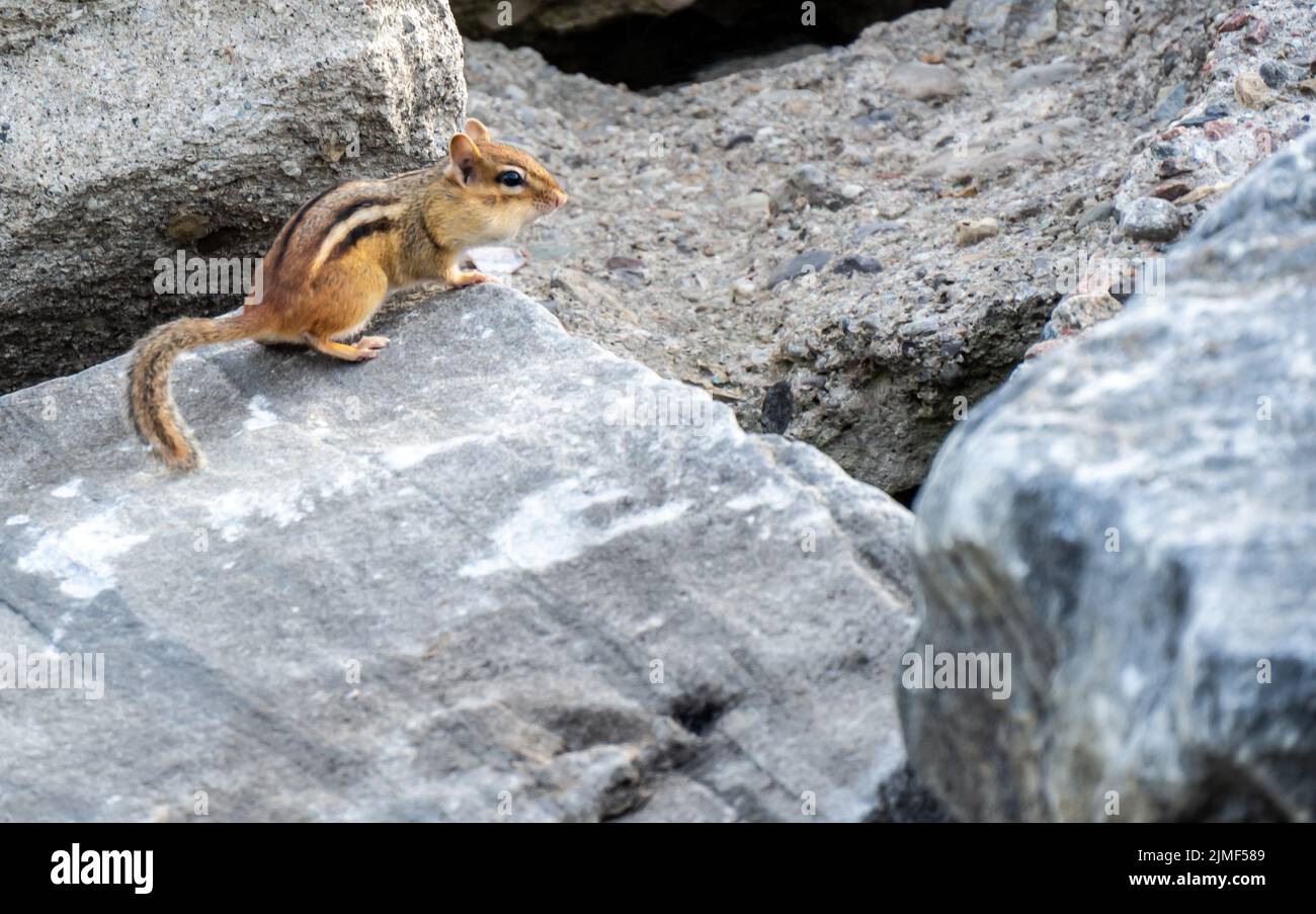 Close-up of a chipmunk that is sitting on a large gray rock on a warm summer day in august. Stock Photo