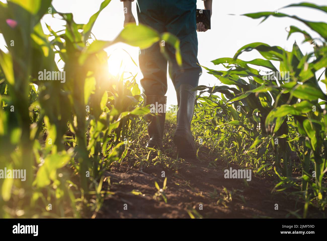 Low angle view at farmer feet in rubber boots walking along maize stalks Stock Photo