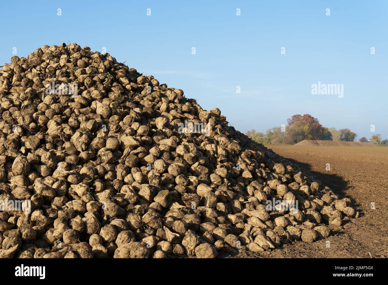 Harvested sugar beet in a field in Germany before being transported to the sugar factory Stock Photo