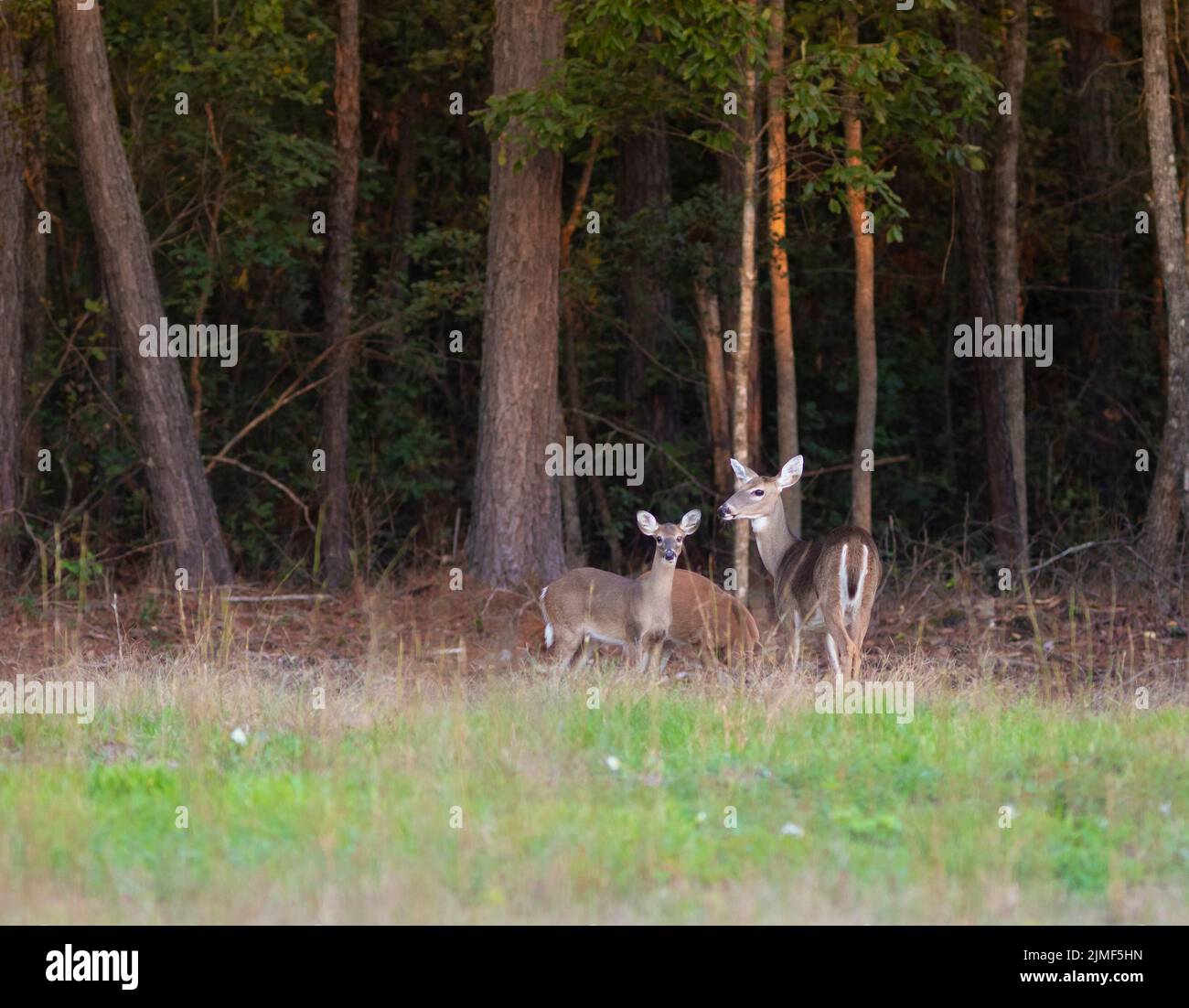 Three deer near a forest in Hoke County North Carolina Stock Photo Alamy