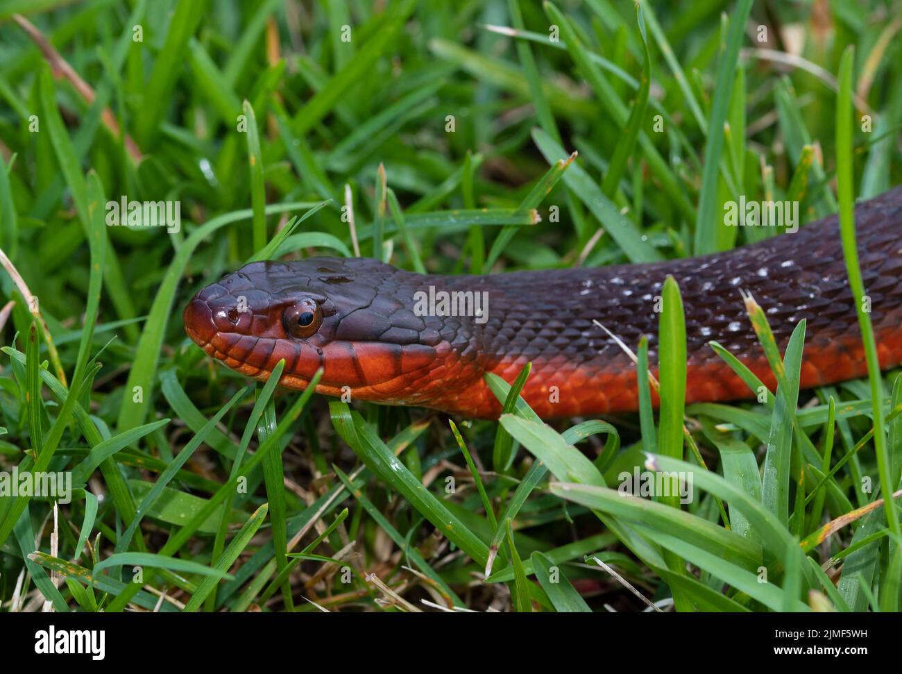 Red-bellied watersnake on green grass up close Stock Photo