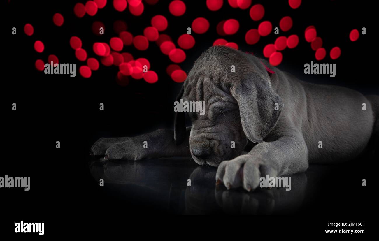 Great Dane purebred puppy that looks depressed with Christmas lights shining behind Stock Photo