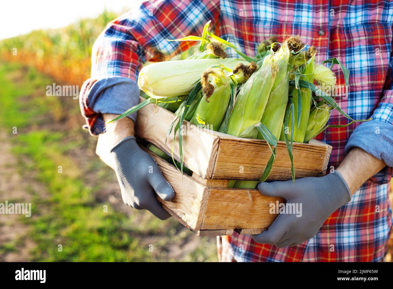 Farm worker holds wooden crate of corn cobs in his arms Stock Photo