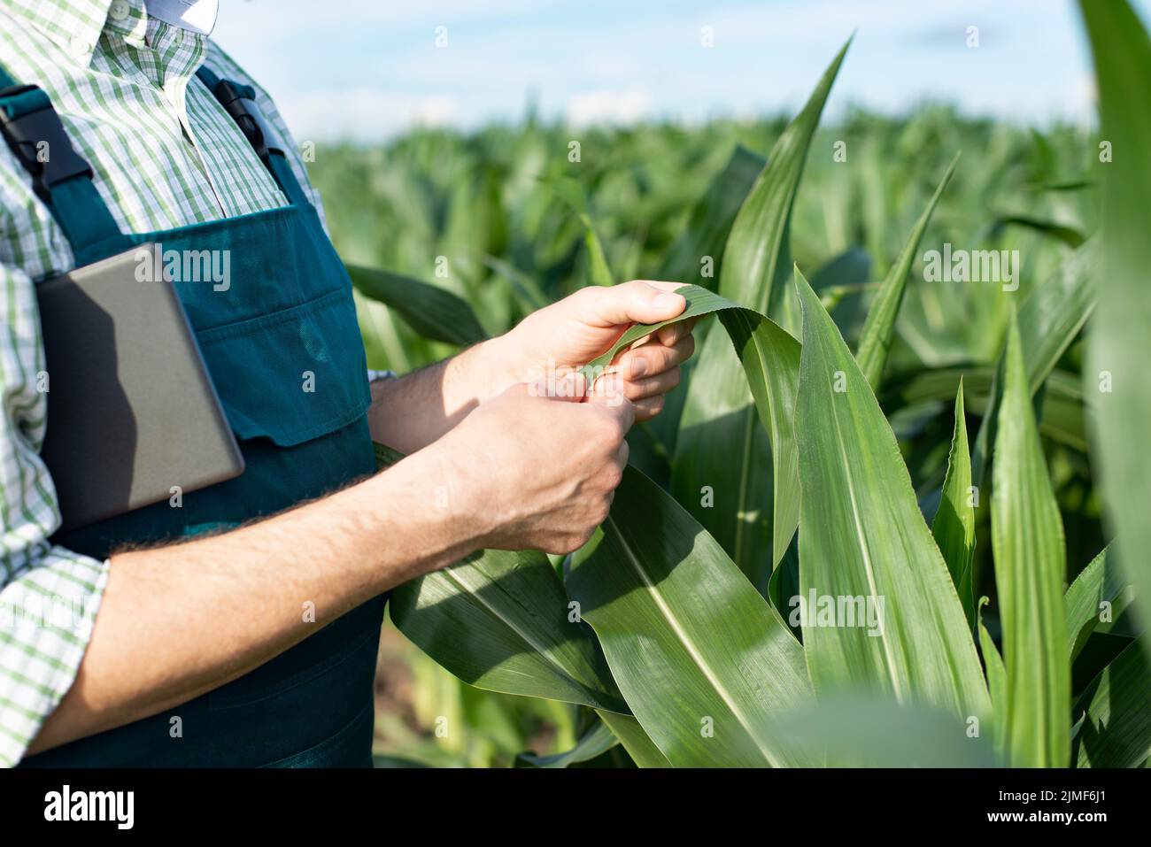 Farmer in overalls doing scrutiny of corn stalks at field closeup photo Stock Photo