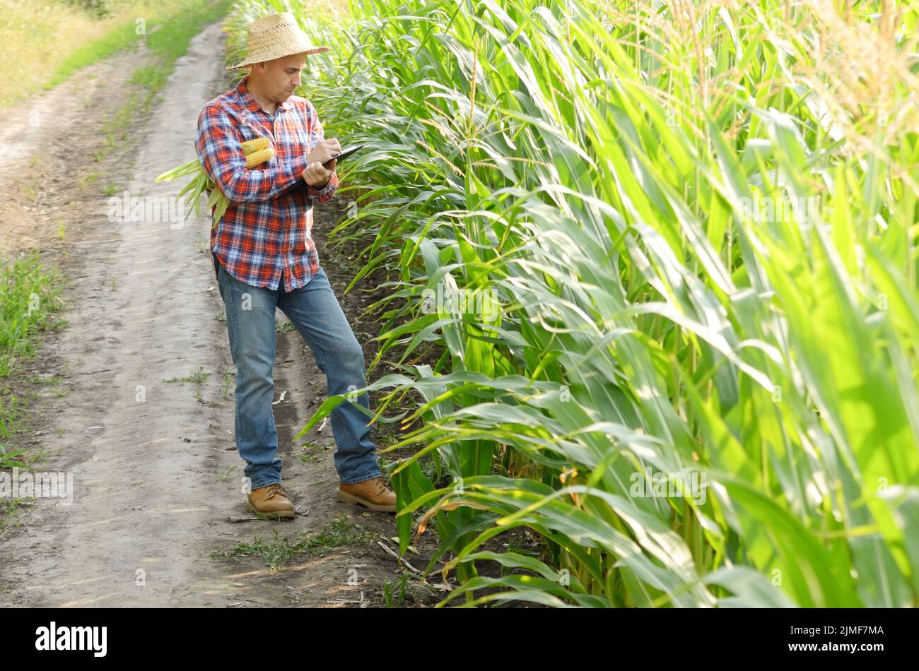 Farmer in straw hat with clipboard inspecting corn at field somewhere ...