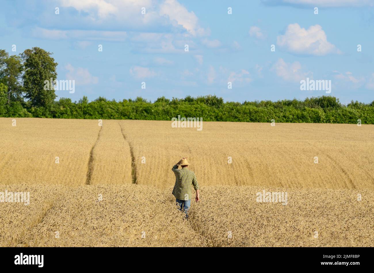 Field corn straw in background hi res stock photography and images Alamy