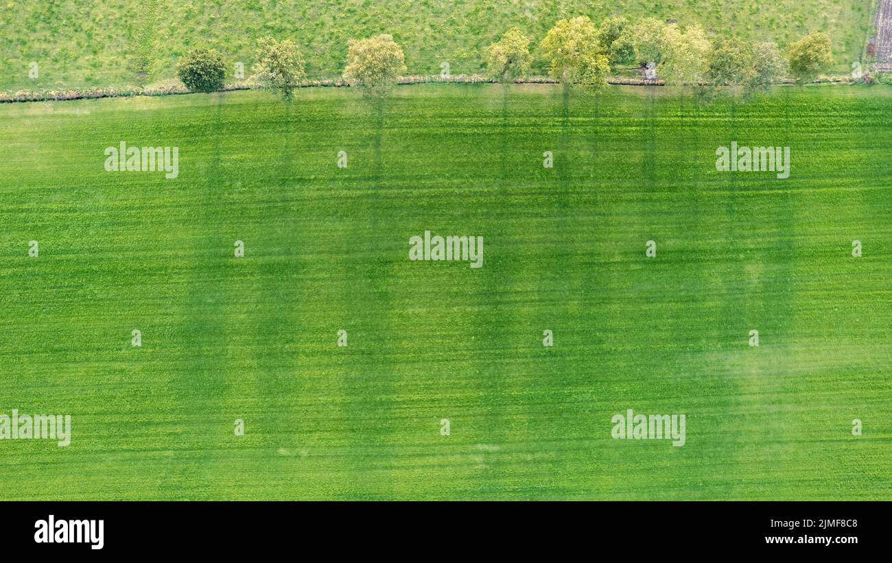 Drone looking down on a line of trees in cropland casting long shadow with vibrant fall colors in October on sunny day Stock Photo