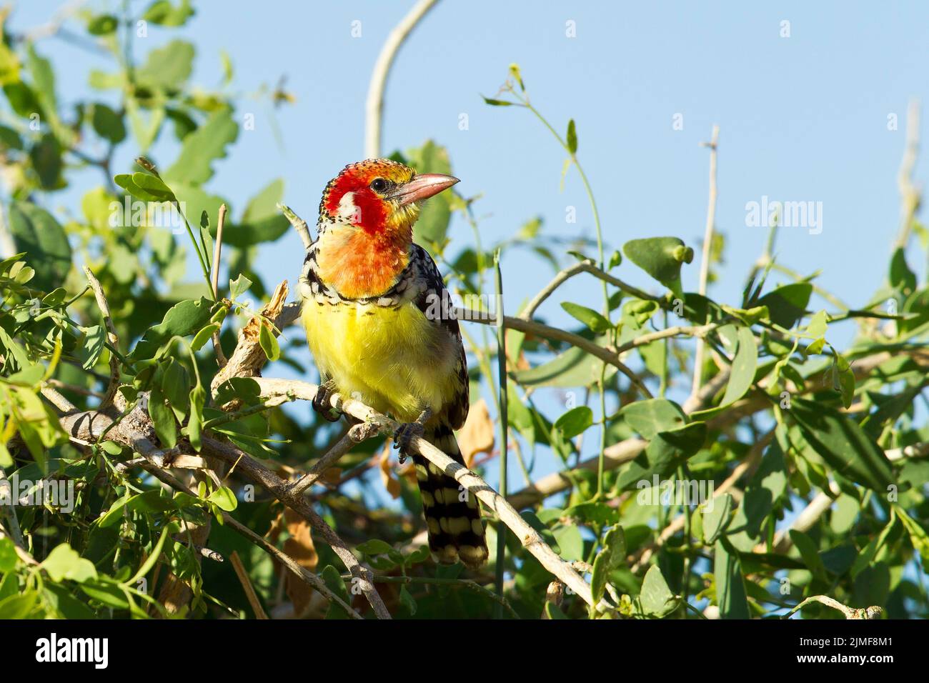 Red-and-yellow Barbet (Trachyphonus erythrocephalus) perched in a bush Stock Photo