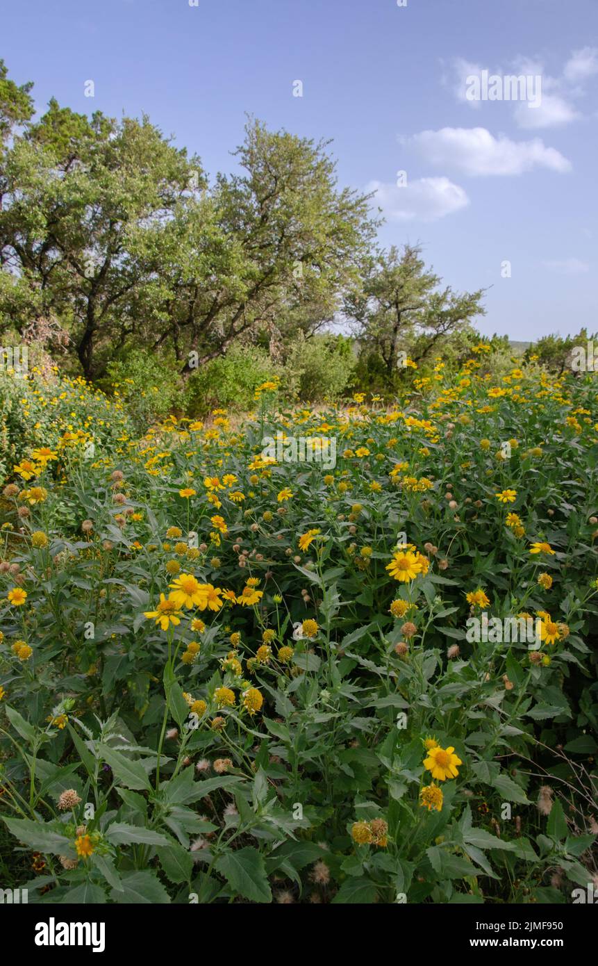 Cowpen daisy is a Texas native plant and likes to grow in disturbed soil. Stock Photo