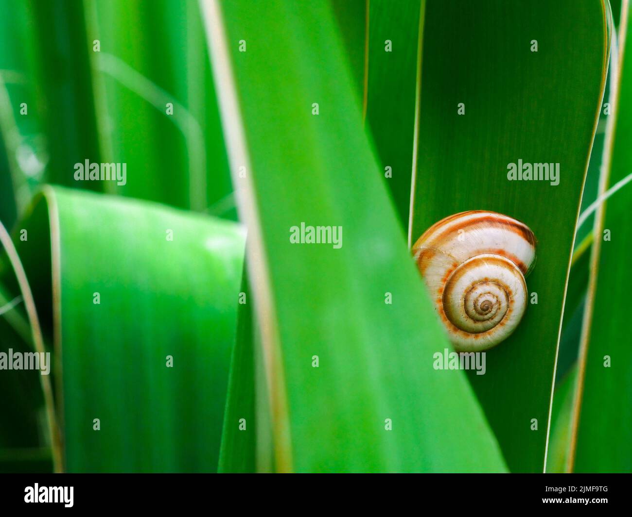 Spiral snail shell on green plant stem Stock Photo Alamy