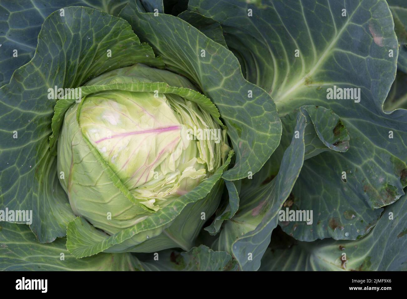 A cabbage eaten by wild rodents in the organic garden Stock Photo