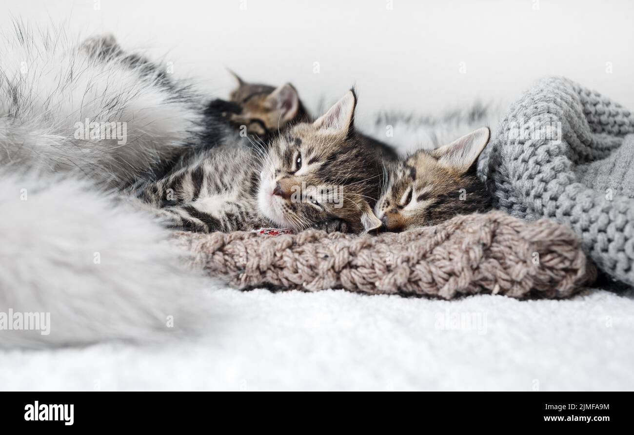 Cute kittens is sleeping Stock Photo - Alamy