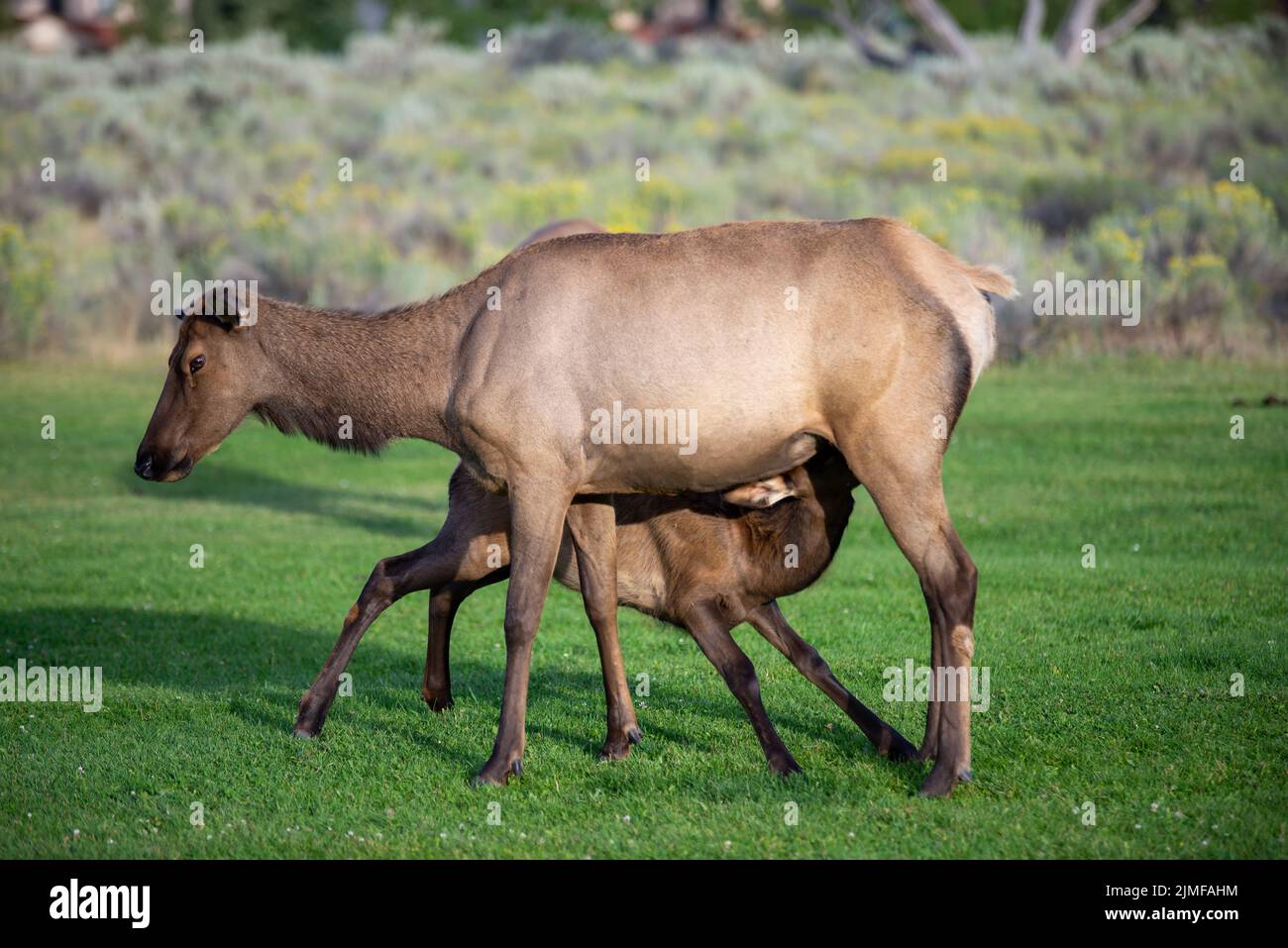 Hurd of wild elk in Mammoth, Wyoming Stock Photo