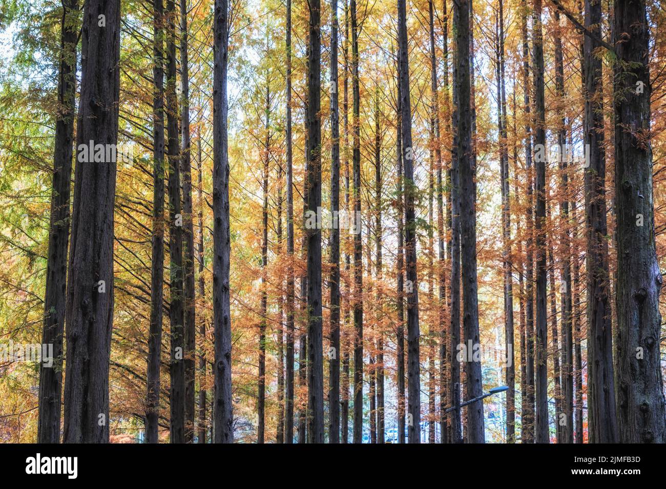 Metasequoia trees fall foliage Stock Photo