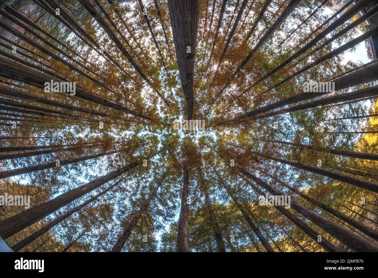 Looking Up Metasequoia Trees Stock Photo
