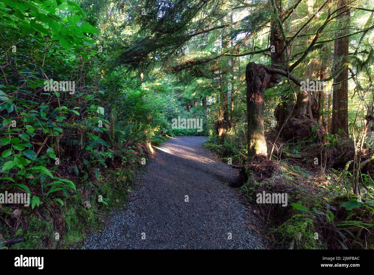 Hiking Path surrounded by lush green trees and bushes in the Morning ...