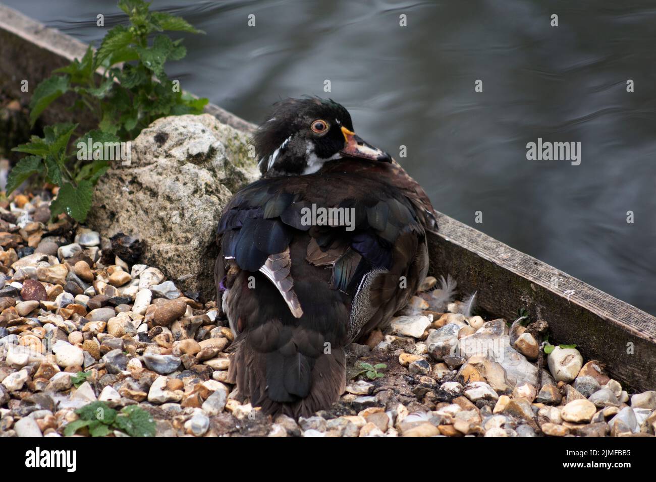 Red-eyed duck in West Sussex, UK Stock Photo