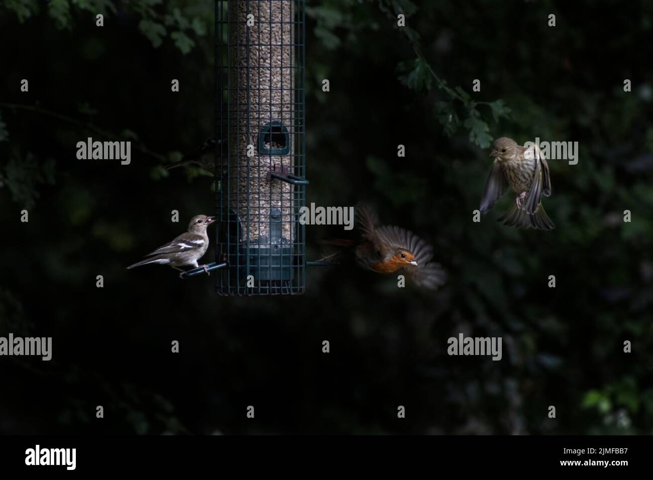 Garden birds feed from a bird feeder, West Sussex, UK Stock Photo