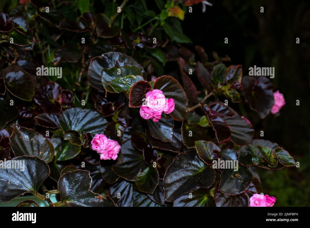 A closeup shot of beautiful Begonia flower species with pink petals on a dark bush Stock Photo