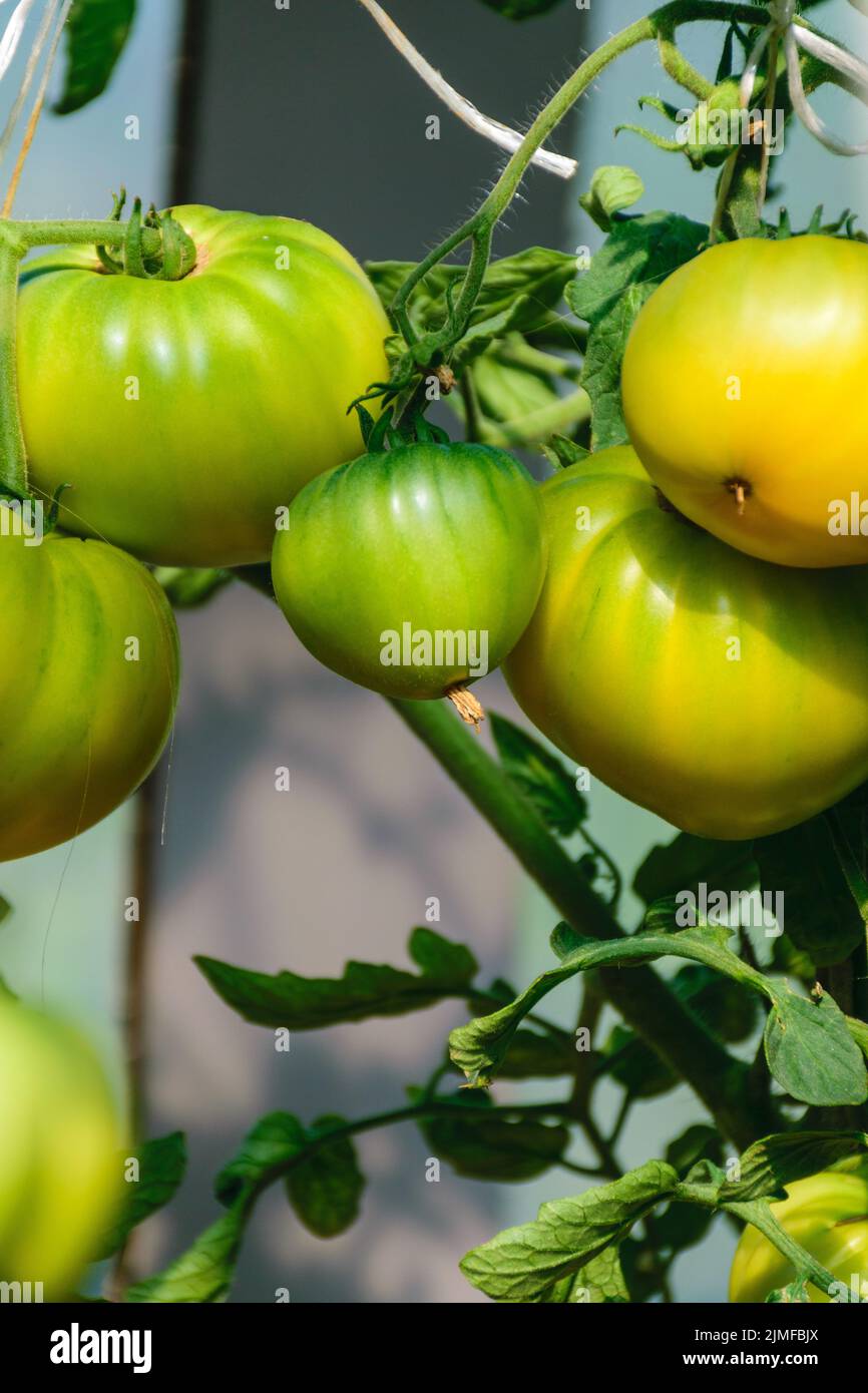 photo of beautiful tomatoes in a greenhouse, healthy diet, autumn ...