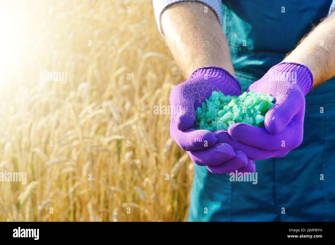 Farmer hold fertilizers in his hands with wheat field at background. Plants care and feeding concept Stock Photo