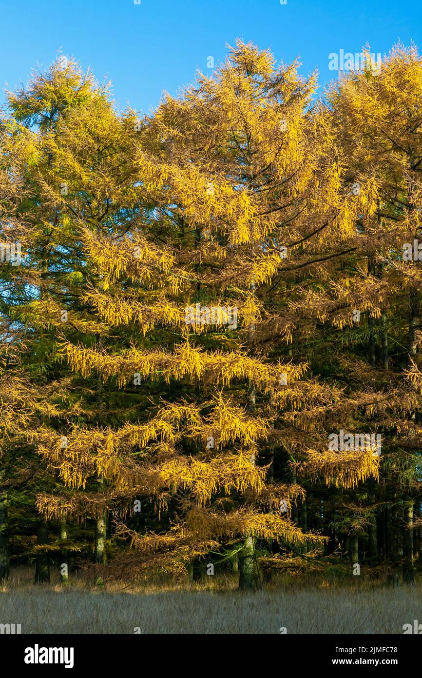 Larch forest in autumn Stock Photo
