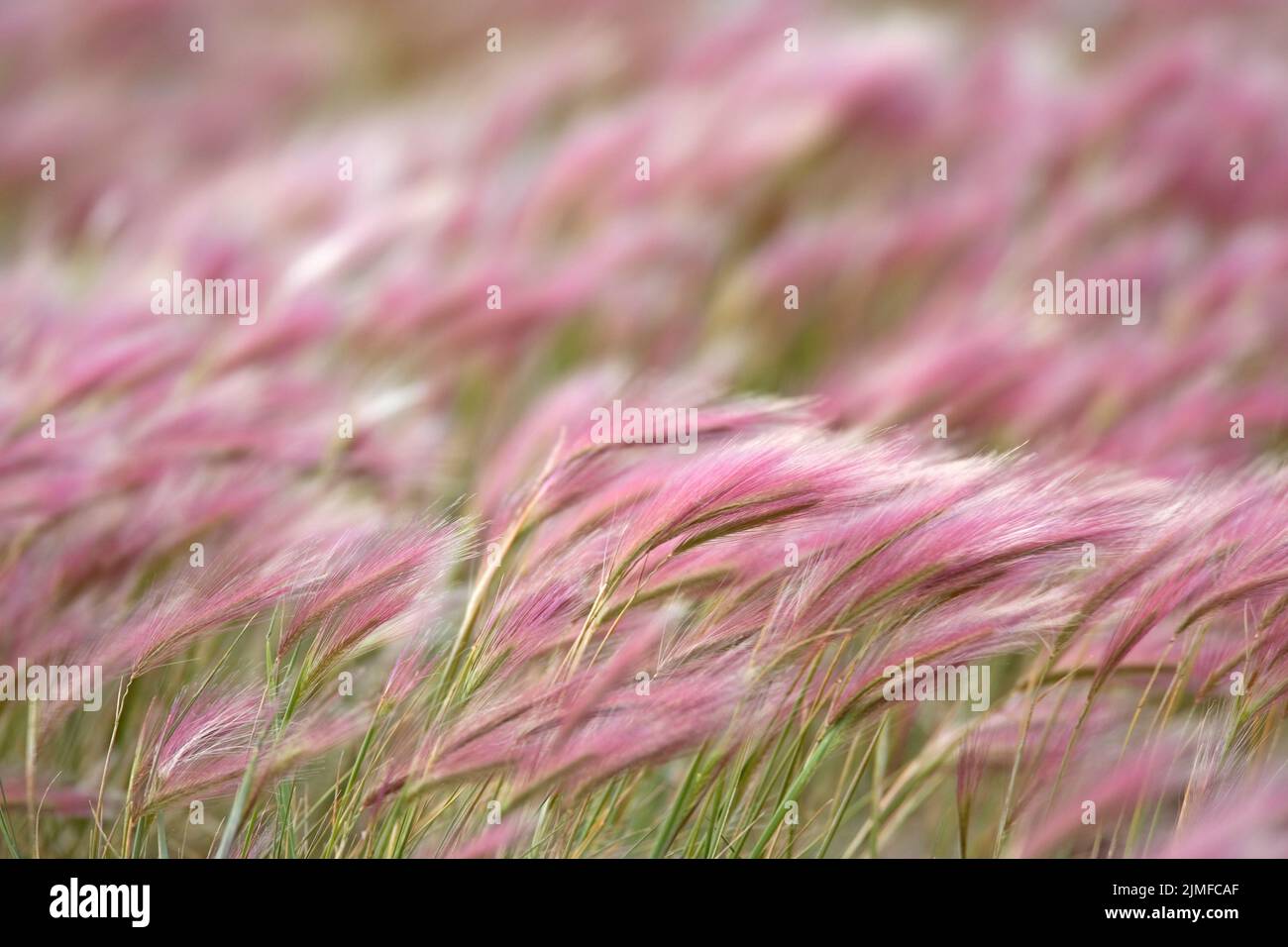 Foxtail Barley is a prolific seed producer Stock Photo