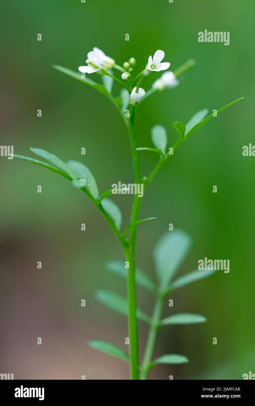 Wavy Bittercress blooming on a forest path / Cardamine flexuosa Stock Photo