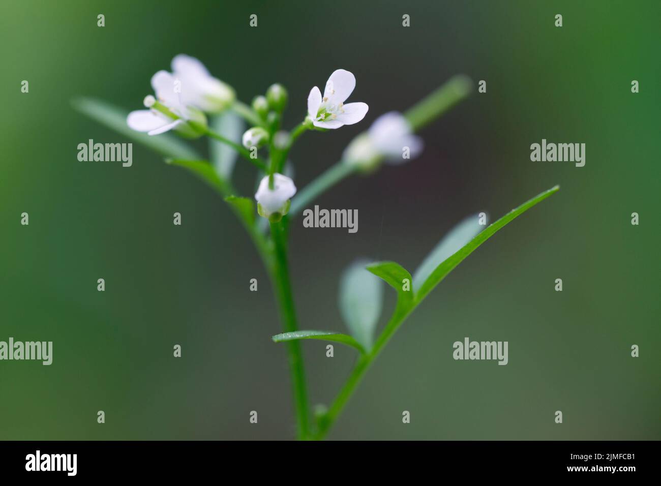 Wavy Bittercress blooming on a forest path / Cardamine flexuosa Stock Photo